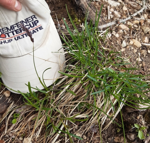 Image of Sesleria albicans by (c) Martin Scheuch, some rights reserved (CC BY)