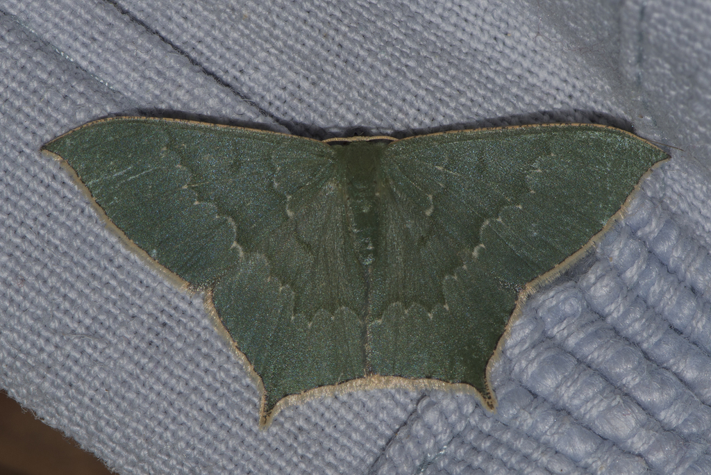 Maxates veninotata
