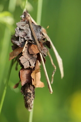 Canephora hirsuta