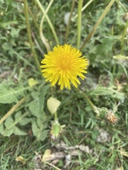 Taraxacum officinale