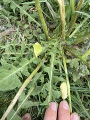 Taraxacum officinale