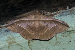 Tiruvaca subcostalis