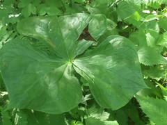 Trillium erectum