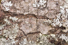 Pogonocherus hispidulus