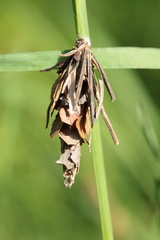 Canephora hirsuta