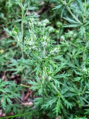 Potentilla argentea