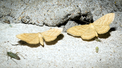 Idaea rufaria