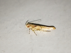 Anatrachyntis