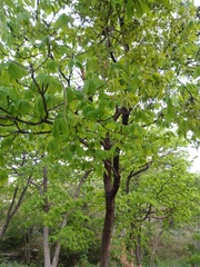 Terminalia macrostachya