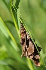 Canephora hirsuta