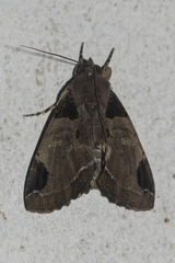 Ercheia