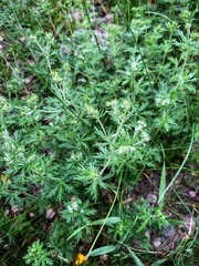 Potentilla argentea