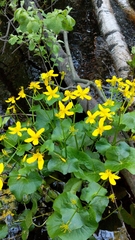 Caltha palustris