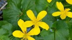 Caltha palustris