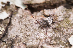 Pogonocherus hispidulus