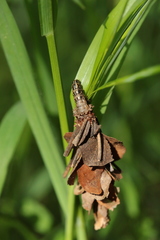 Canephora hirsuta