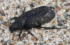 Cremastocheilus maritimus