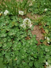 Trifolium repens