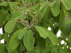 Terminalia macrostachya