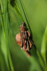 Canephora hirsuta