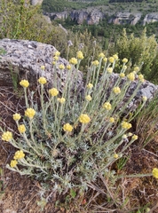 Helichrysum stoechas