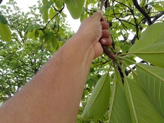 Terminalia macrostachya