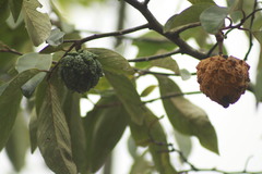 Annona sylvatica