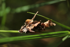 Canephora hirsuta