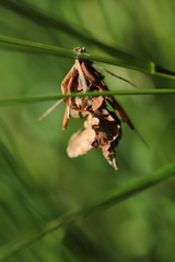Canephora hirsuta