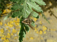 Bombylius discolor