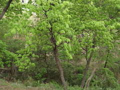 Terminalia macrostachya