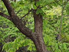 Terminalia macrostachya