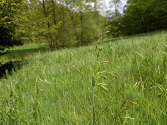 Poa chaixii