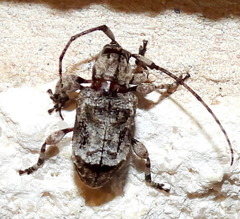 Leptostylus transversus