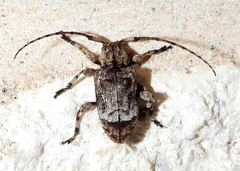 Leptostylus transversus