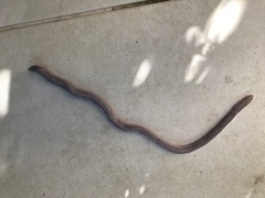 Amphisbaena vermicularis