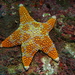 Firebrick Sea Star - Photo (c) Richard Ling, some rights reserved (CC BY-NC-ND)