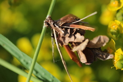 Canephora hirsuta