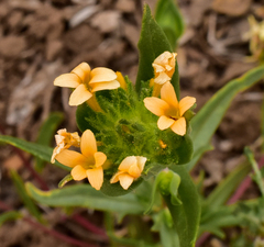 Collomia biflora