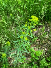 Euphorbia virgata