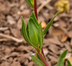 Collomia biflora