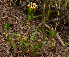 Collomia biflora