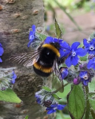 Bombus