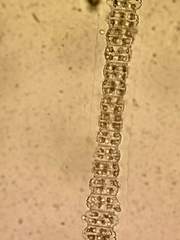 Desmidium