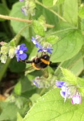 Bombus