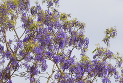 Bolusanthus speciosus