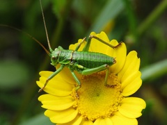 Bradyporinae