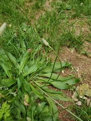 Plantago lanceolata