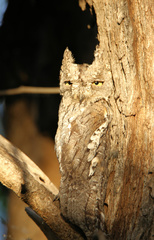 Otus senegalensis