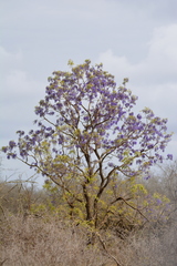 Bolusanthus speciosus